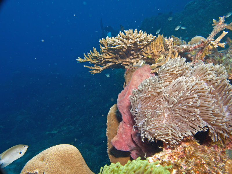 Underwater Scene